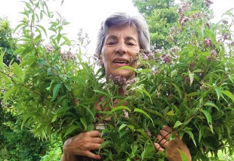 Skupljanje čajeva - Žene iz sjeverne BiH počinju obrađivati ljekovito bilje na komercijalnoj osnovi